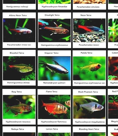 freshwater fish species|25 Best Freshwater Aquarium Fish Species .